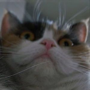 Meet your Posher, Lia